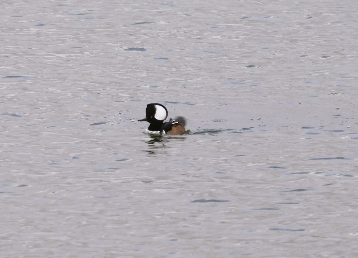 Hooded Merganser - ML646267385