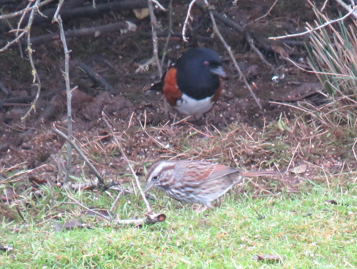 Ötücü Serçe - ML646267386