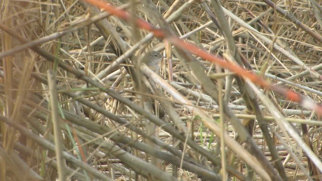 Лужниця болотяна - ML646267390