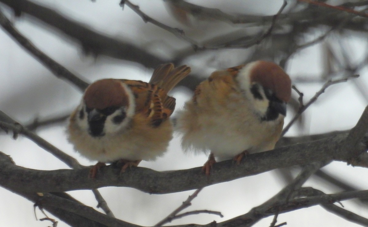 Eurasian Tree Sparrow - ML646267395