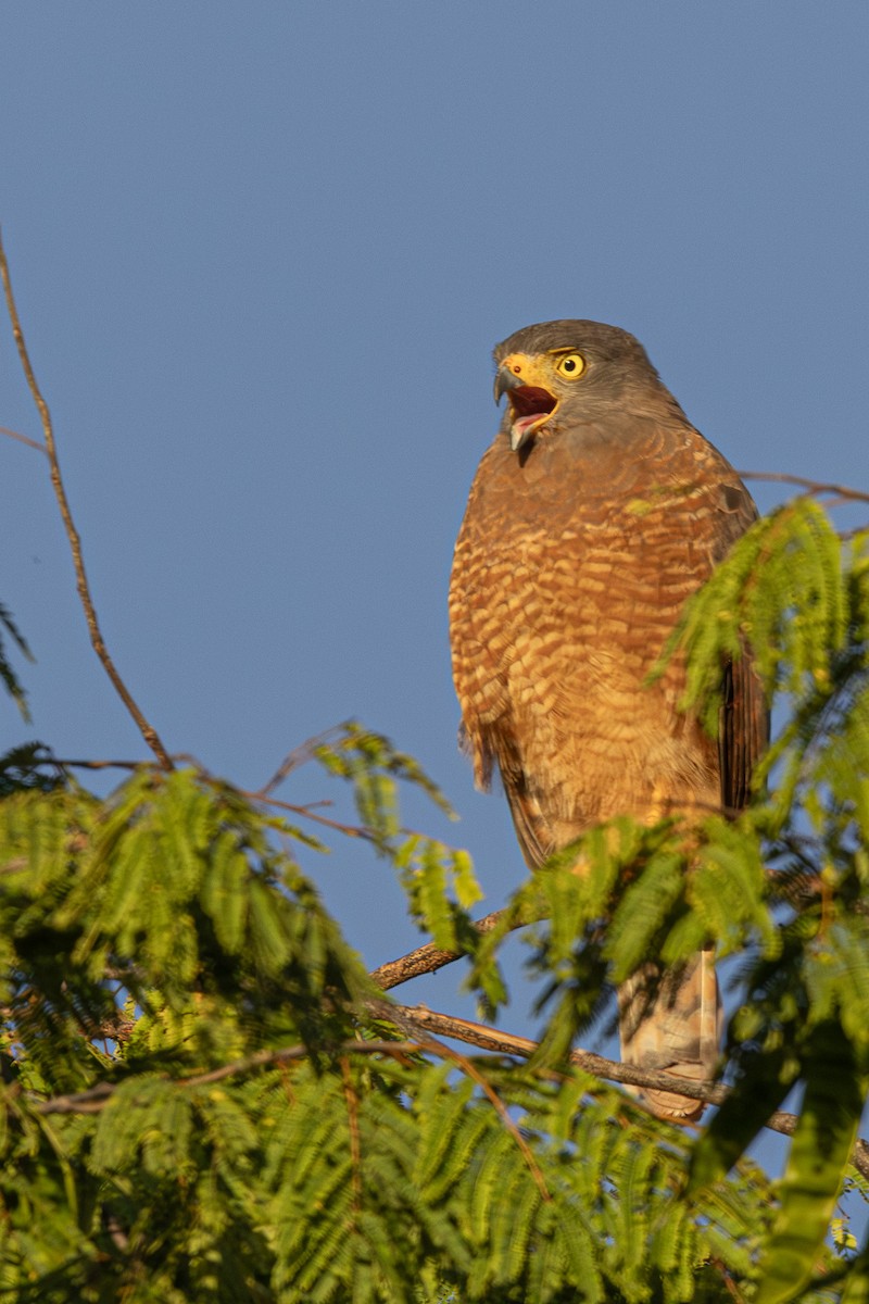 Roadside Hawk - ML646267398