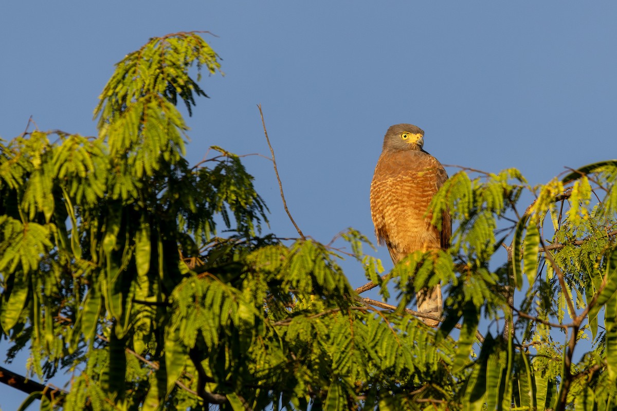 Roadside Hawk - ML646267399