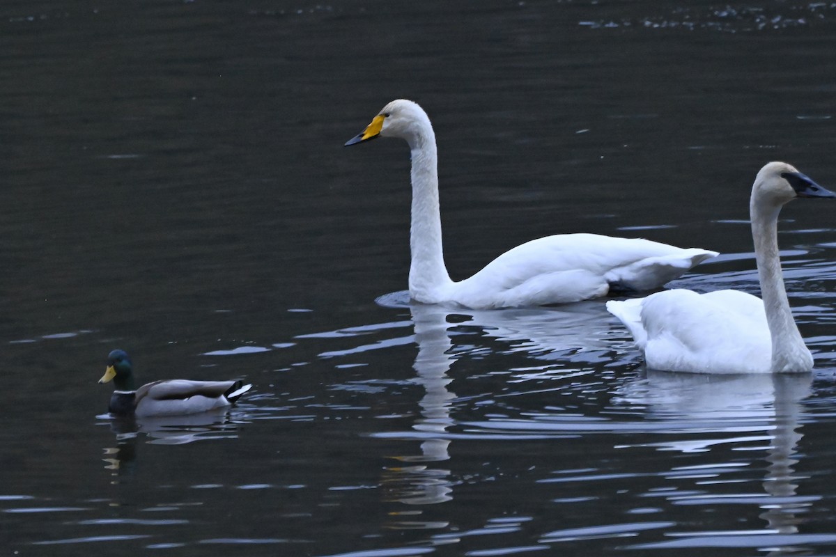 Whooper Swan - ML646267401