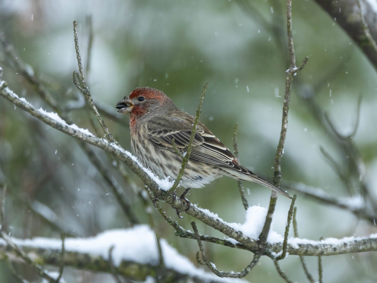 House Finch - ML646267404