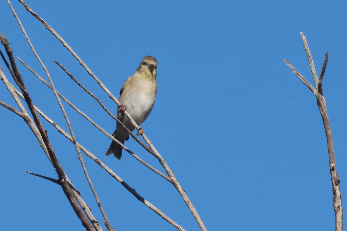 Goldzeisig - ML646267405