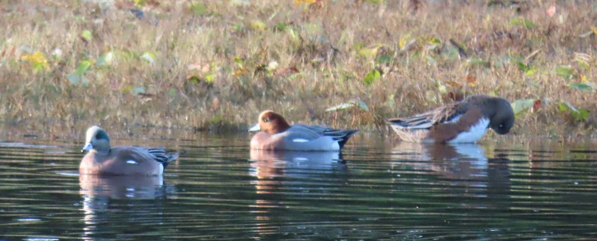 American Wigeon - ML646267406