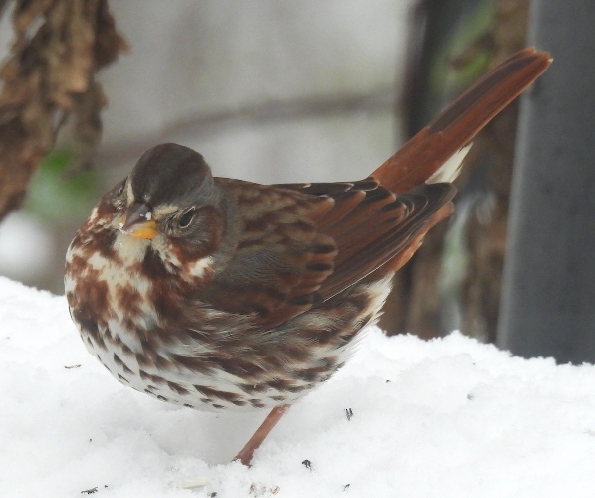 Fox Sparrow - ML646267409