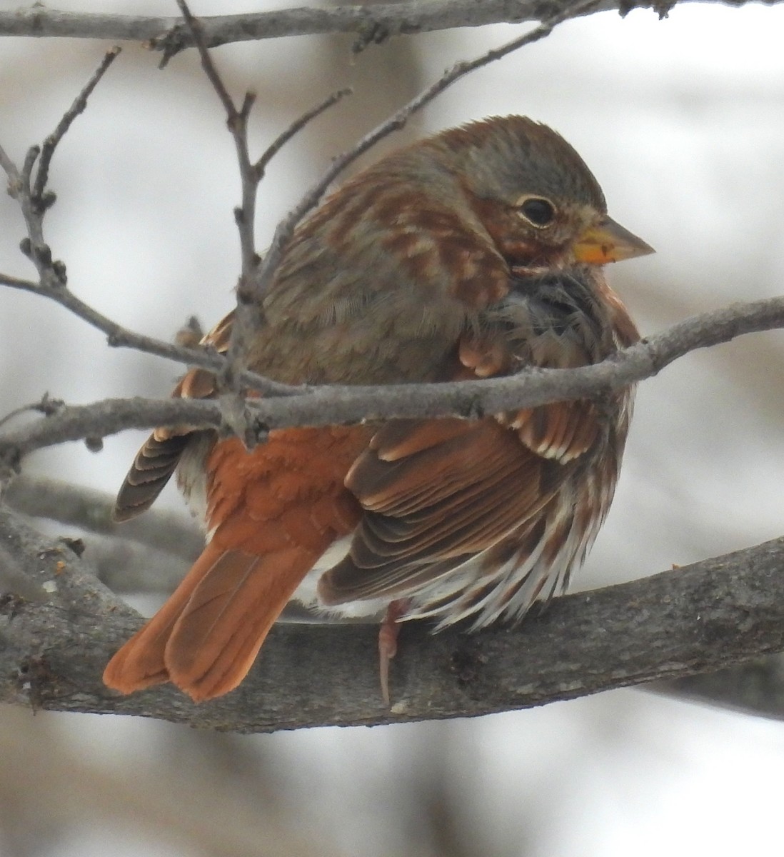 Fox Sparrow - ML646267410