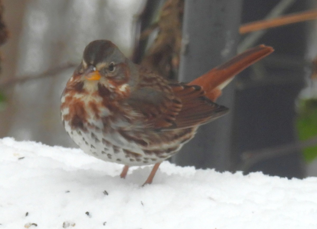 Fox Sparrow - ML646267411