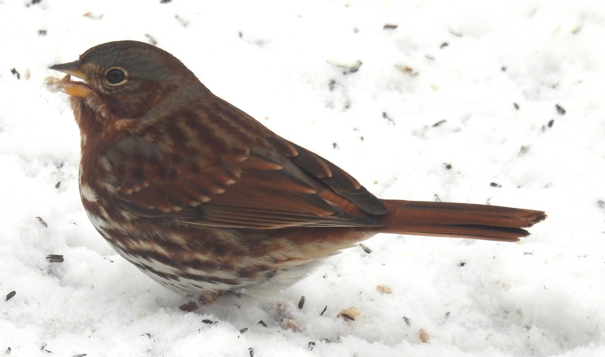 Fox Sparrow - ML646267412