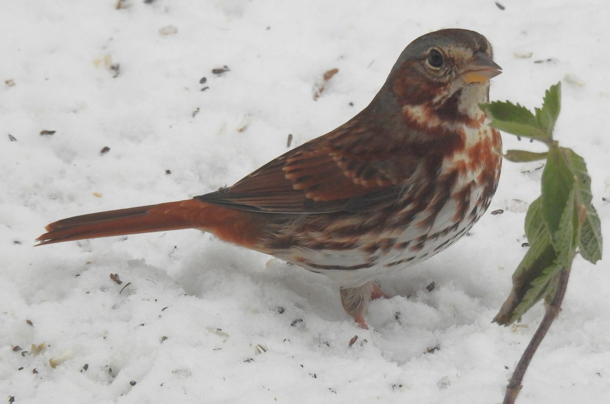 Fox Sparrow - ML646267413