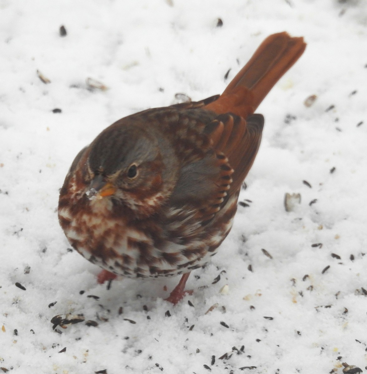 Fox Sparrow - ML646267414