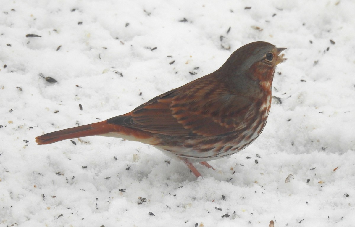 Fox Sparrow - ML646267415