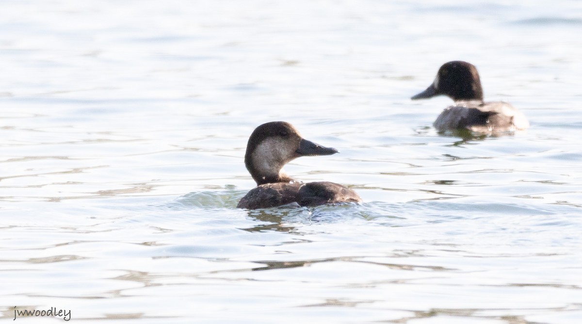 Black Scoter - ML646267419