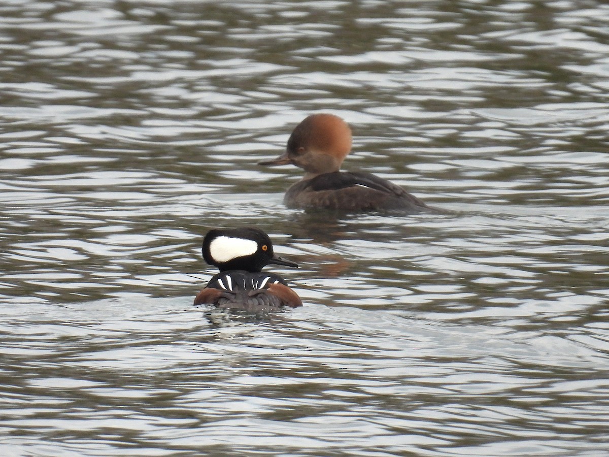 オウギアイサ - ML646267420