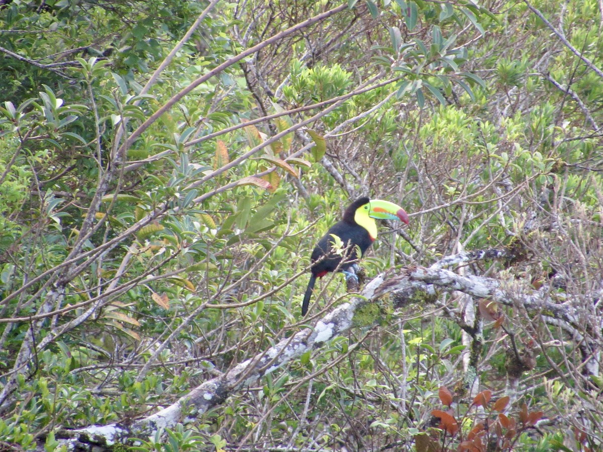 サンショクキムネオオハシ - ML646267421