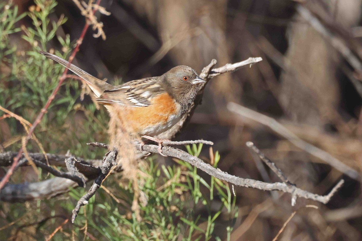 ホシワキアカトウヒチョウ - ML646267422