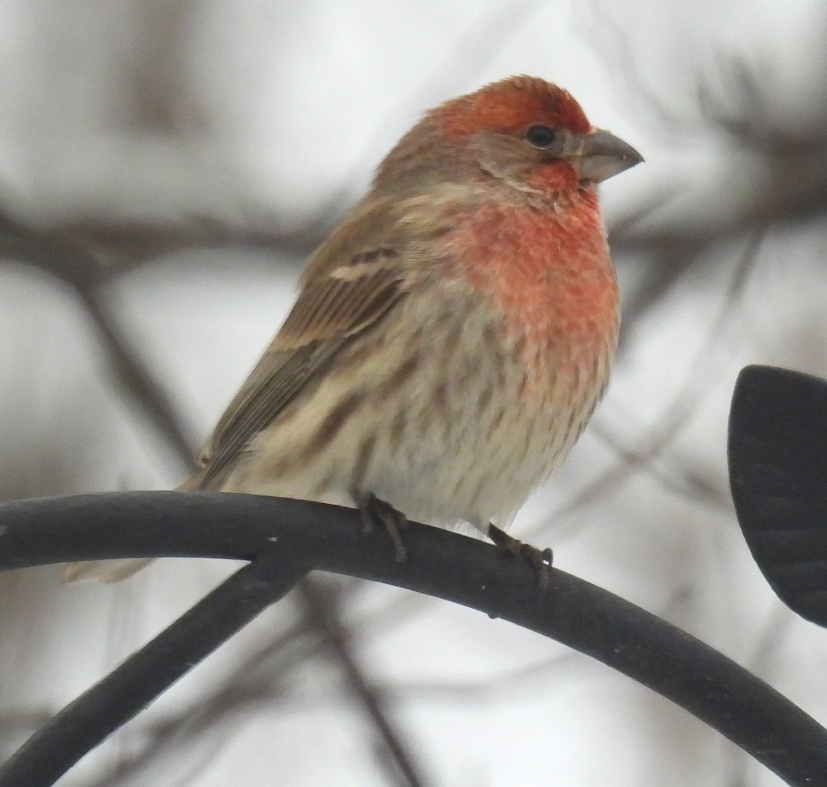 メキシコマシコ - ML646267423