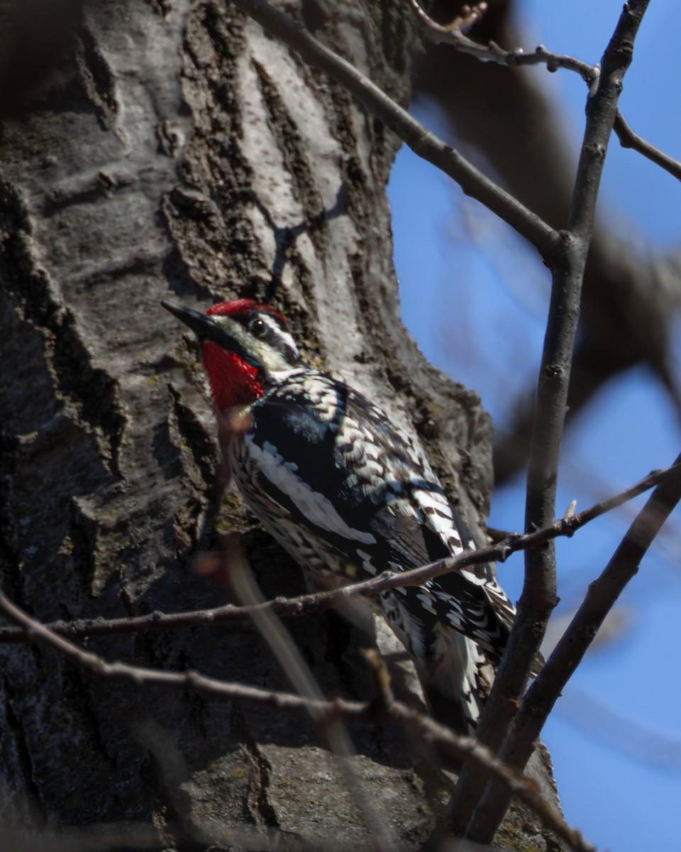 シルスイキツツキ - ML646267424