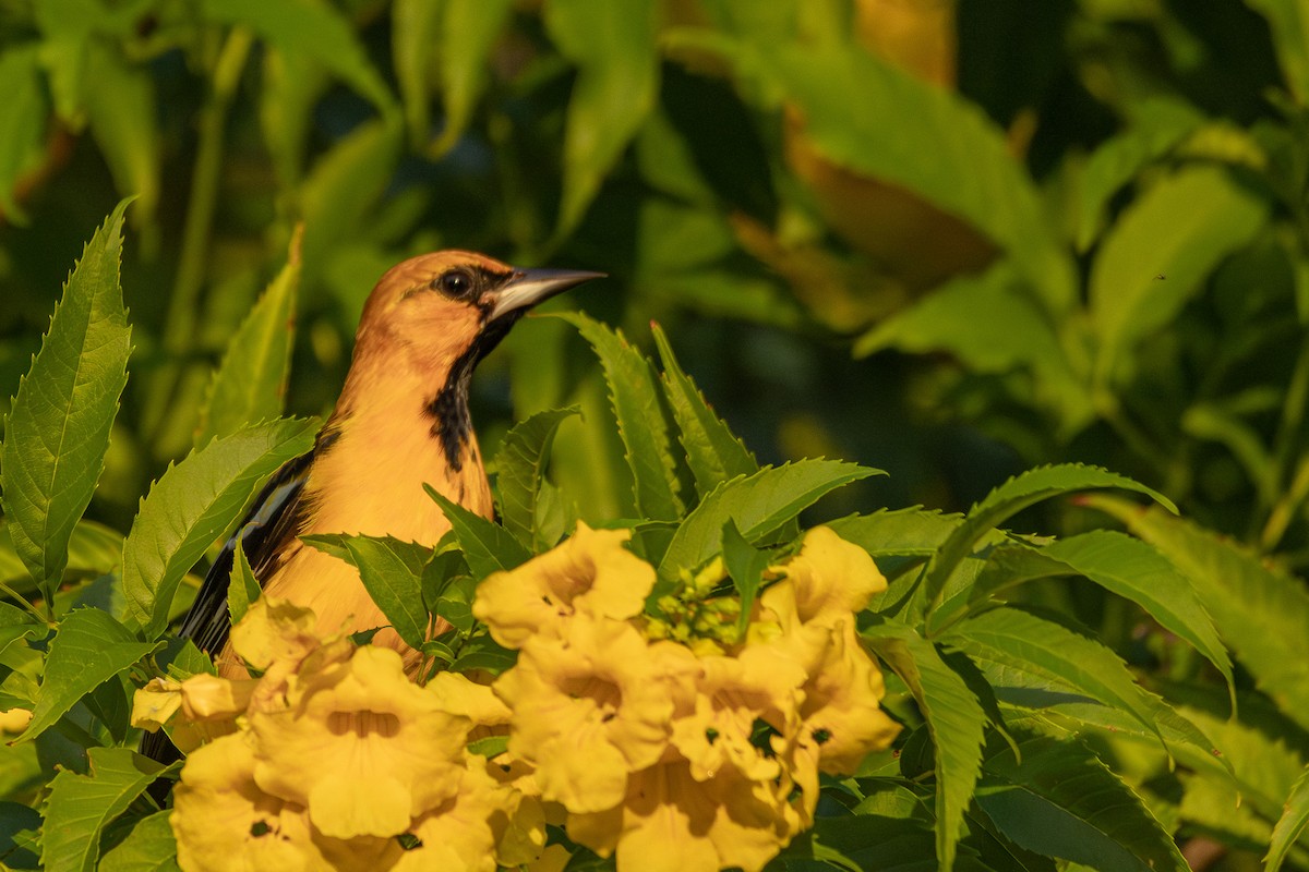 ズアカムクドリモドキ - ML646267426