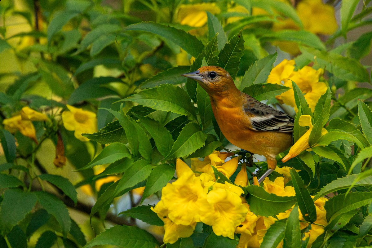 ズアカムクドリモドキ - ML646267427