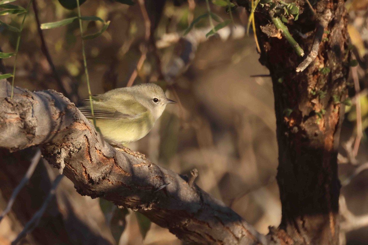 サメズアカアメリカムシクイ - ML646267428