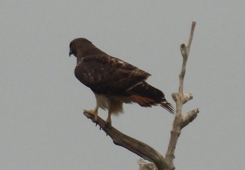 アカオノスリ - ML646267429