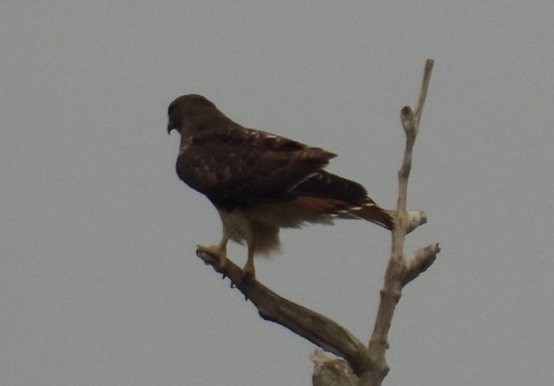 アカオノスリ - ML646267430