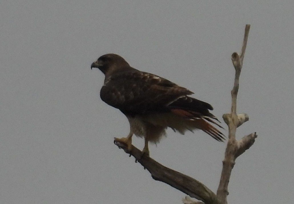 アカオノスリ - ML646267431