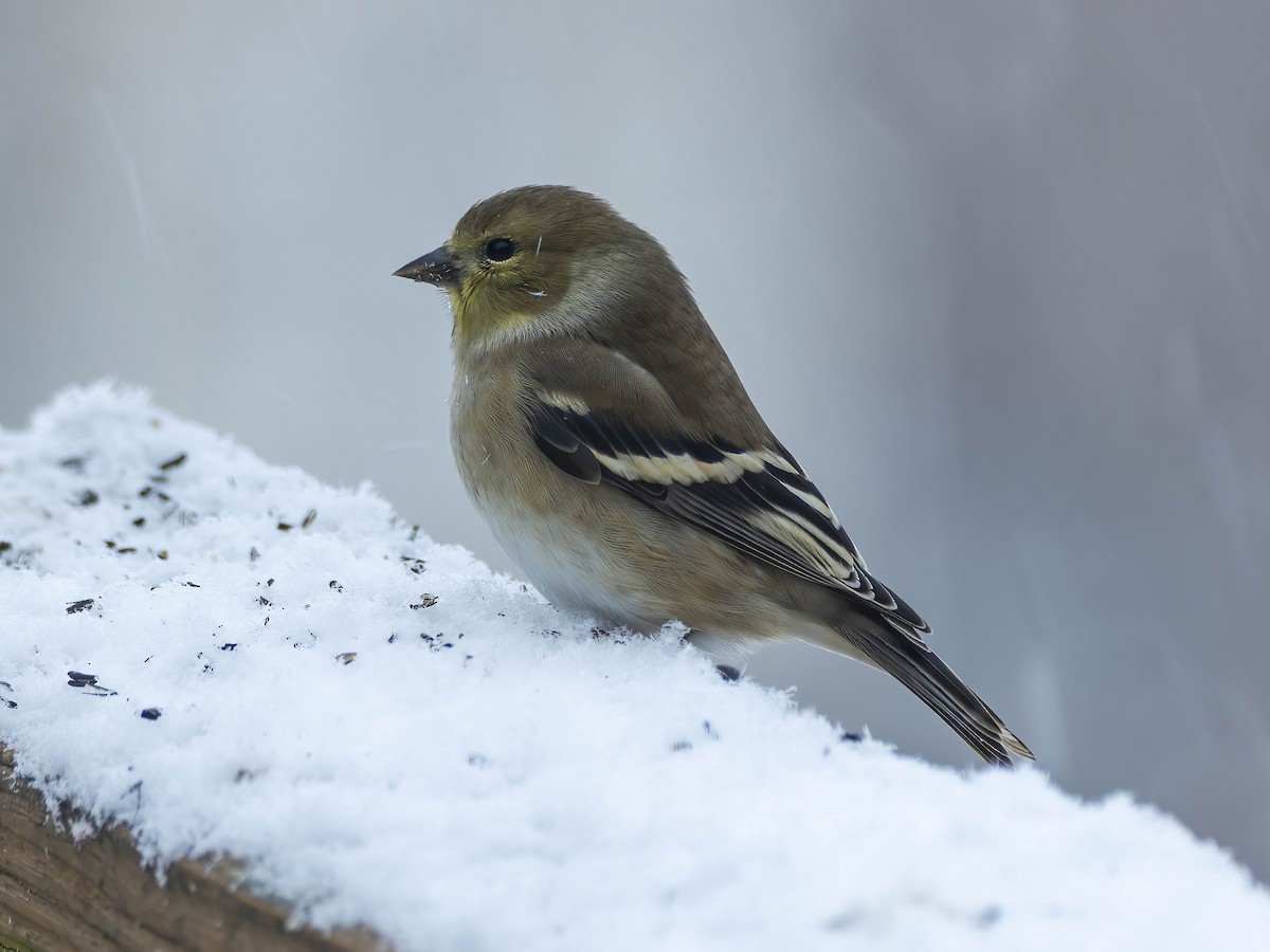 オウゴンヒワ - ML646267432