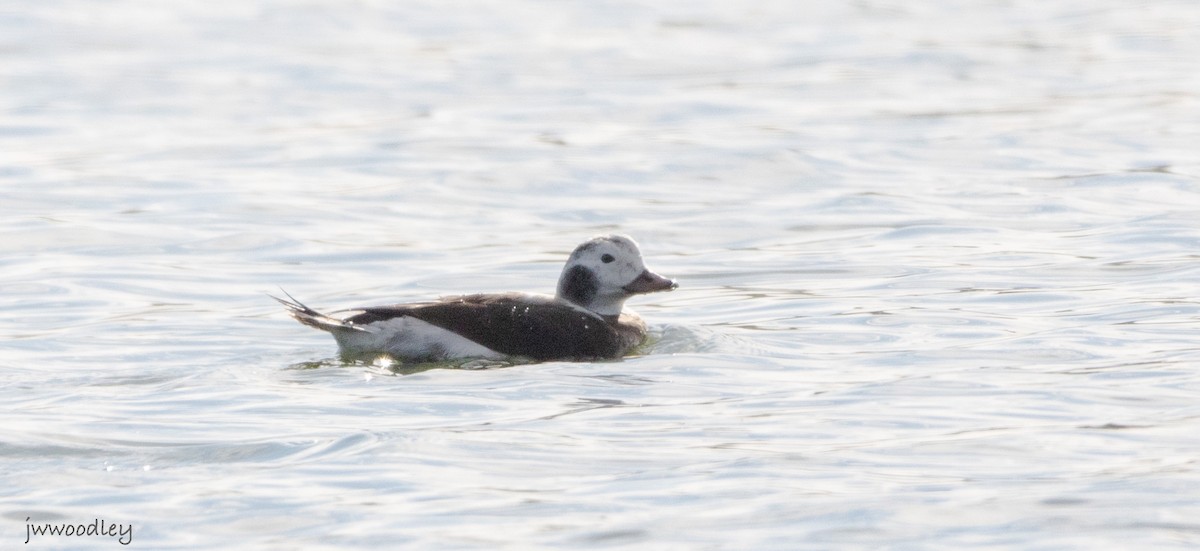 Long-tailed Duck - ML646267433