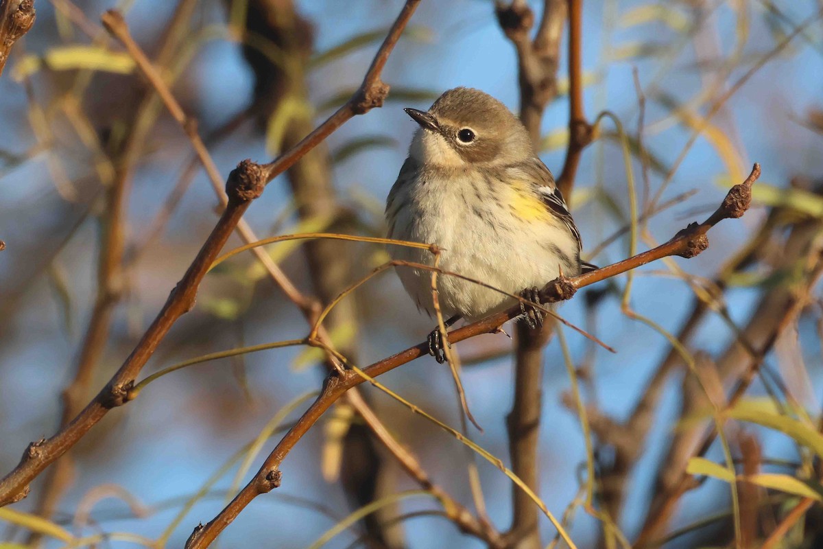 キヅタアメリカムシクイ（coronata） - ML646267434