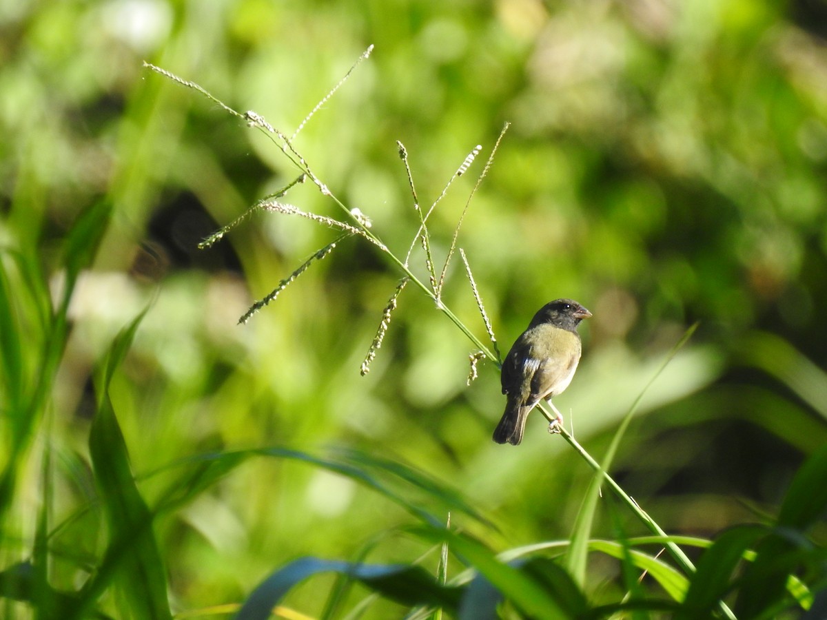 ニショクコメワリ - ML646267435