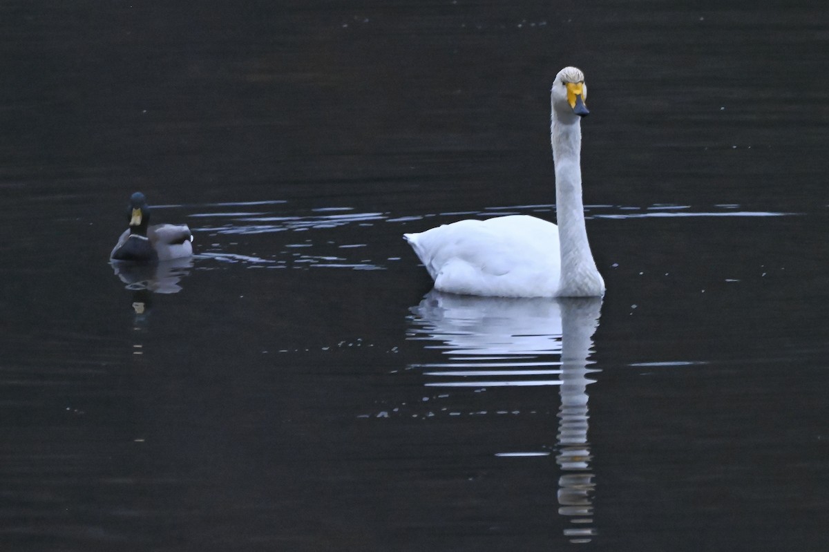 Whooper Swan - ML646267436
