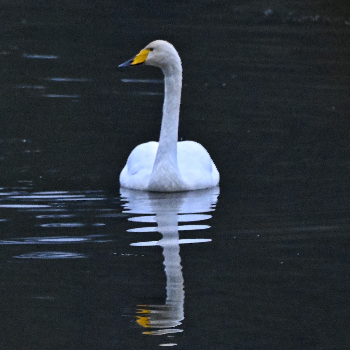 Whooper Swan - ML646267437