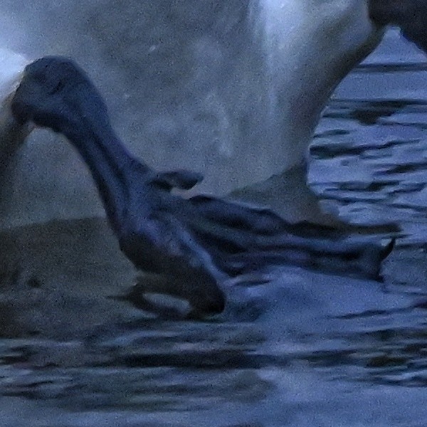 Whooper Swan - ML646267438