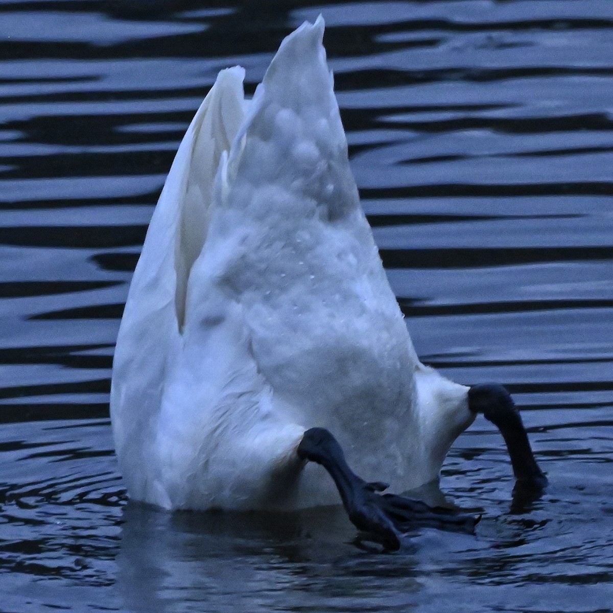Whooper Swan - ML646267439