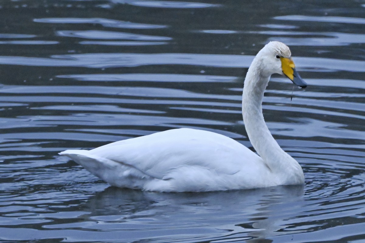 Whooper Swan - ML646267440