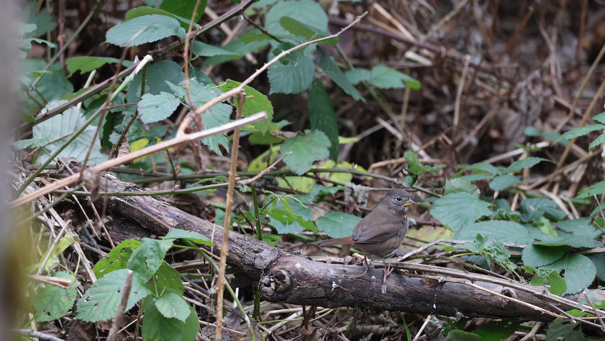 ゴマフスズメ - ML646267441