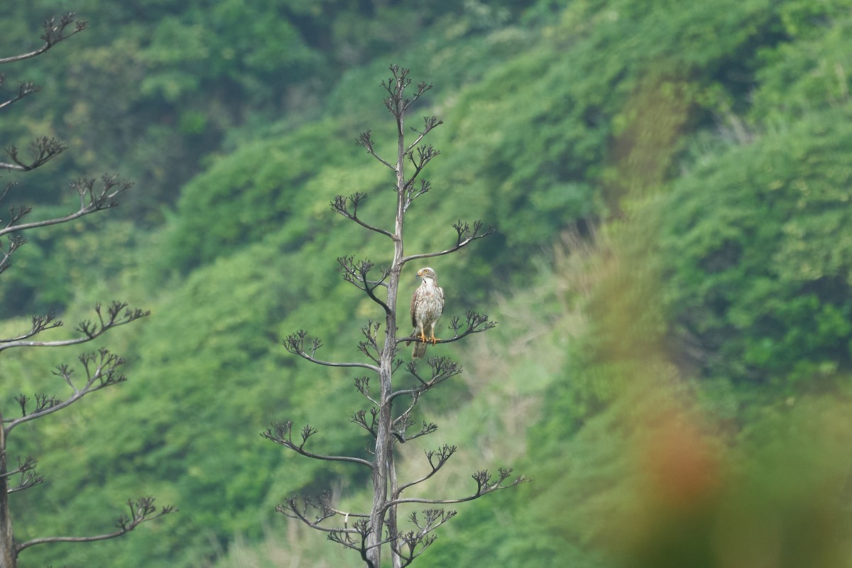 サシバ - ML646267442