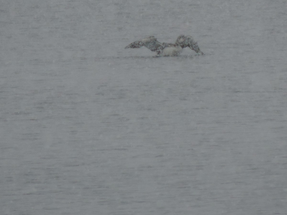 ハシグロアビ - ML646267444