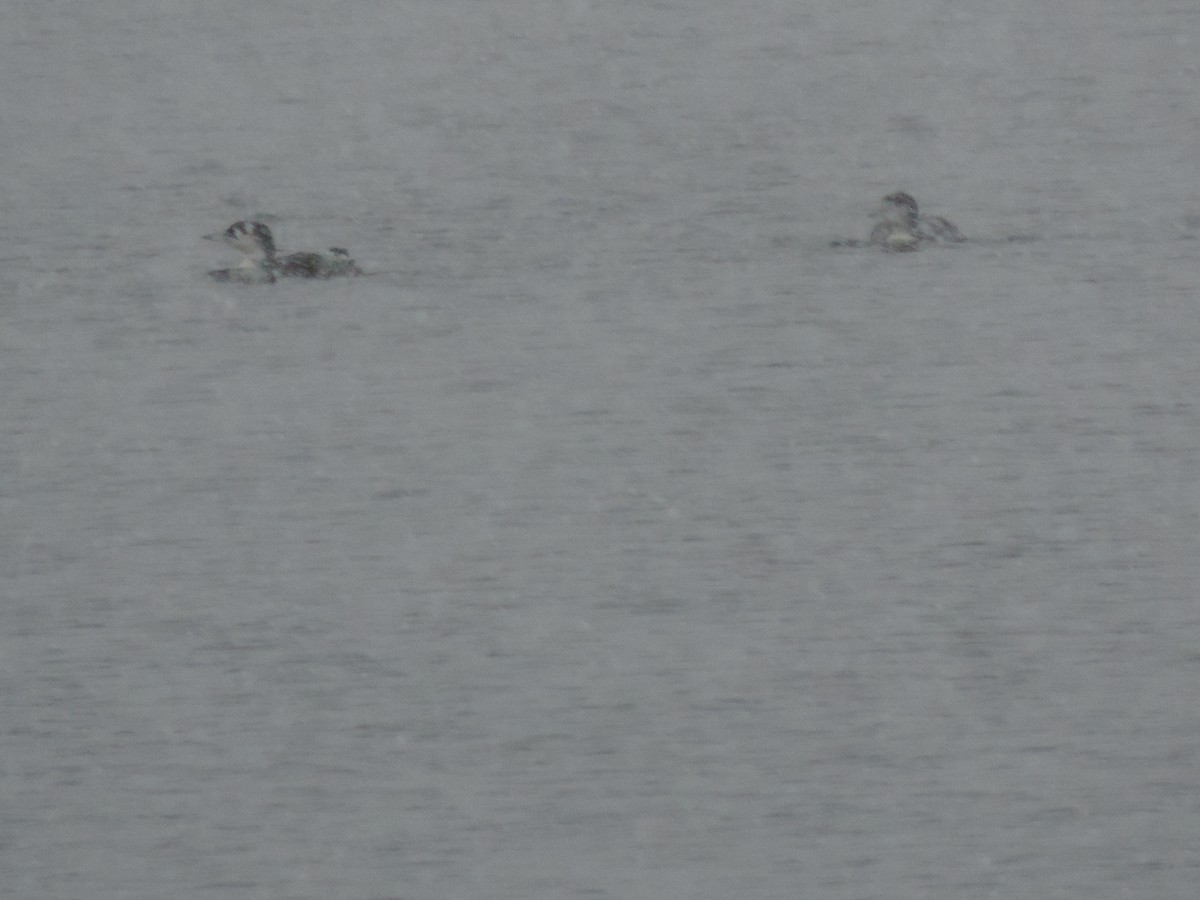 ハシグロアビ - ML646267445