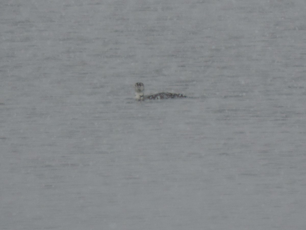 ハシグロアビ - ML646267446