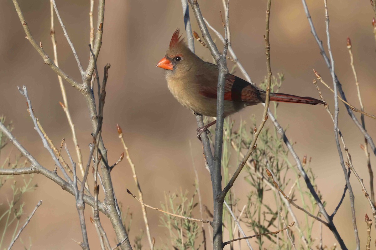 ショウジョウコウカンチョウ（cardinalis グループ） - ML646267447
