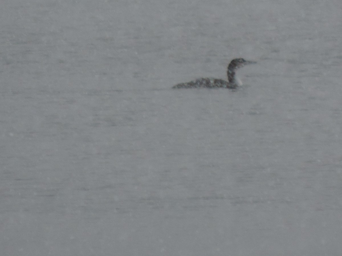 ハシグロアビ - ML646267449