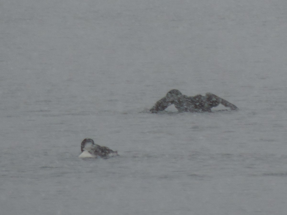 ハシグロアビ - ML646267450