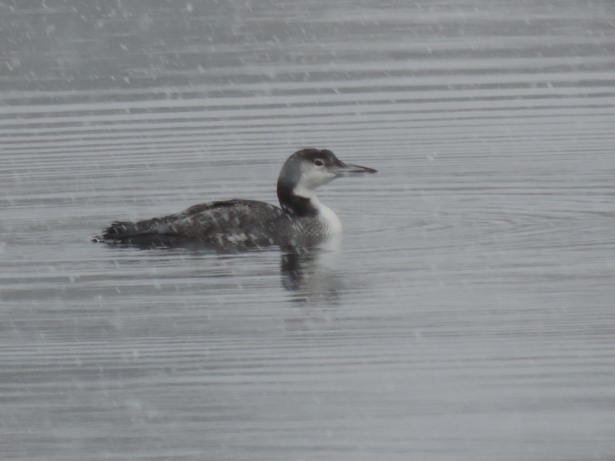 ハシグロアビ - ML646267452