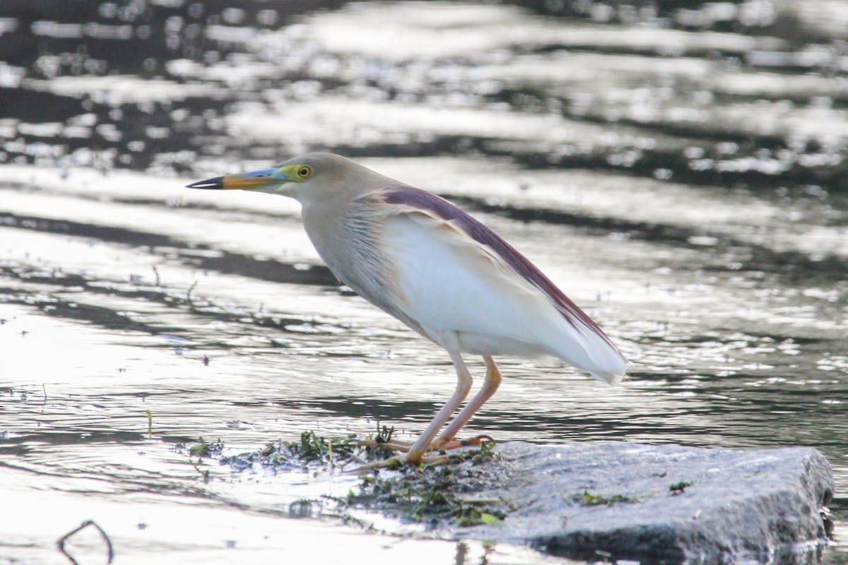 インドアカガシラサギ - ML646267456