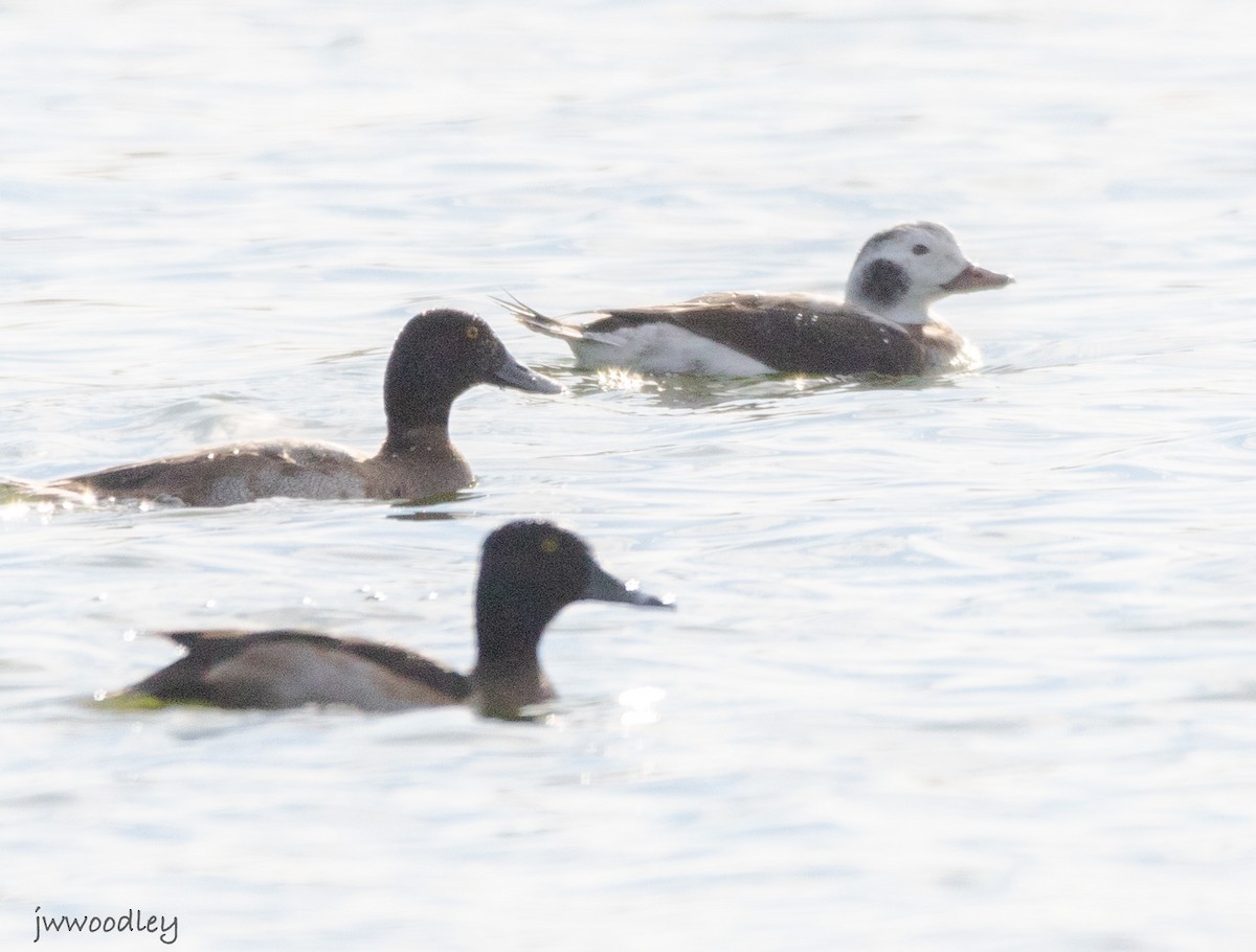 Greater Scaup - ML646267457