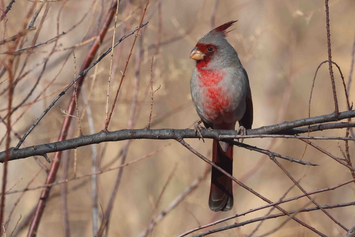 ムネアカコウカンチョウ - ML646267458